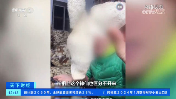 假陳皮黑幕曝光！平價柑皮加工製作一月即可賣貴20倍？直播主直認8成貨源來自廣西