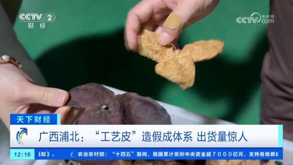 假陳皮黑幕曝光!平價柑皮加工製作一月即可賣貴20倍?直播主直認8成貨源來自廣西