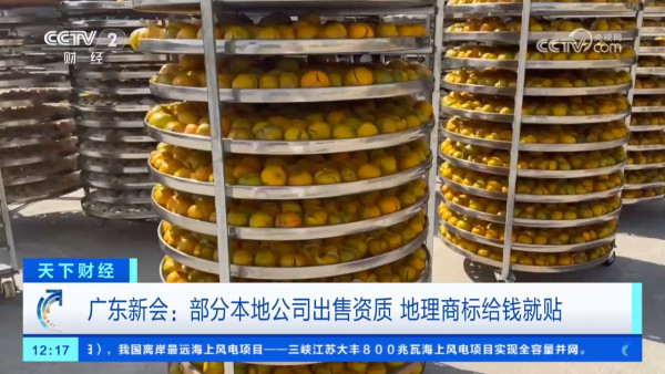 假陳皮黑幕曝光!平價柑皮加工製作一月即可賣貴20倍?直播主直認8成貨源來自廣西