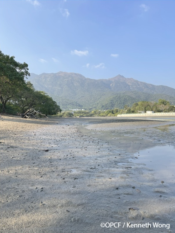 大嶼山泥灘(圖片來源︰香港海洋公園保育基金)