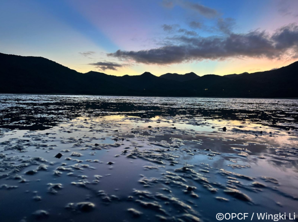 大嶼山泥灘(圖片來源︰香港海洋公園保育基金)