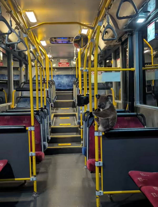 圖片來源:FB @Koala Rescue Brisbane South Inc. 圖片來源:FB @Koala Rescue Brisbane South Inc.