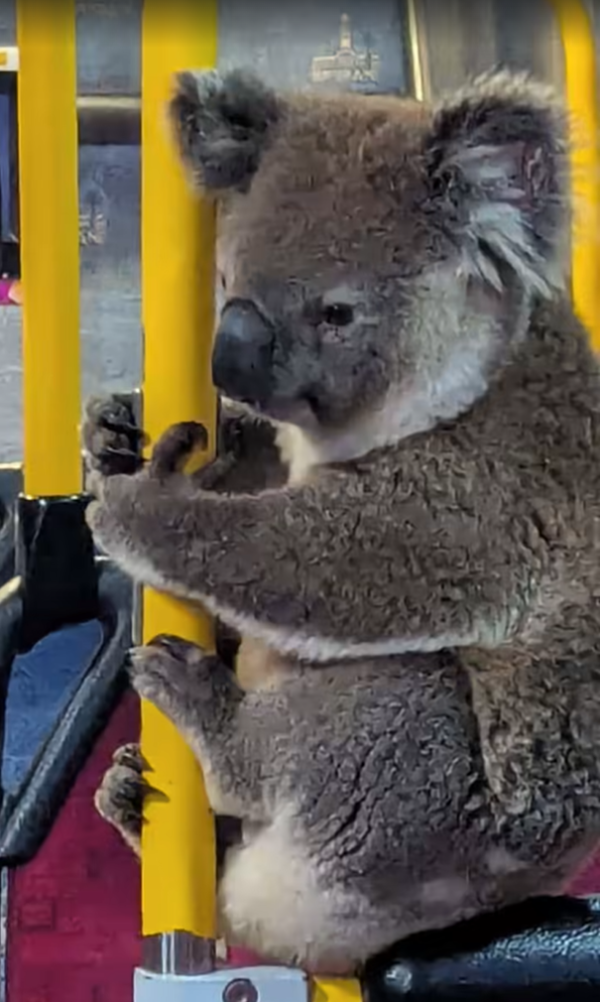 圖片來源:FB @Koala Rescue Brisbane South Inc. 圖片來源:FB @Koala Rescue Brisbane South Inc.