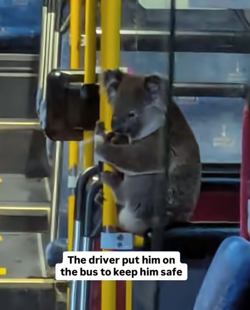 圖片來源:FB @Koala Rescue Brisbane South Inc. 圖片來源:FB @Koala Rescue Brisbane South Inc.