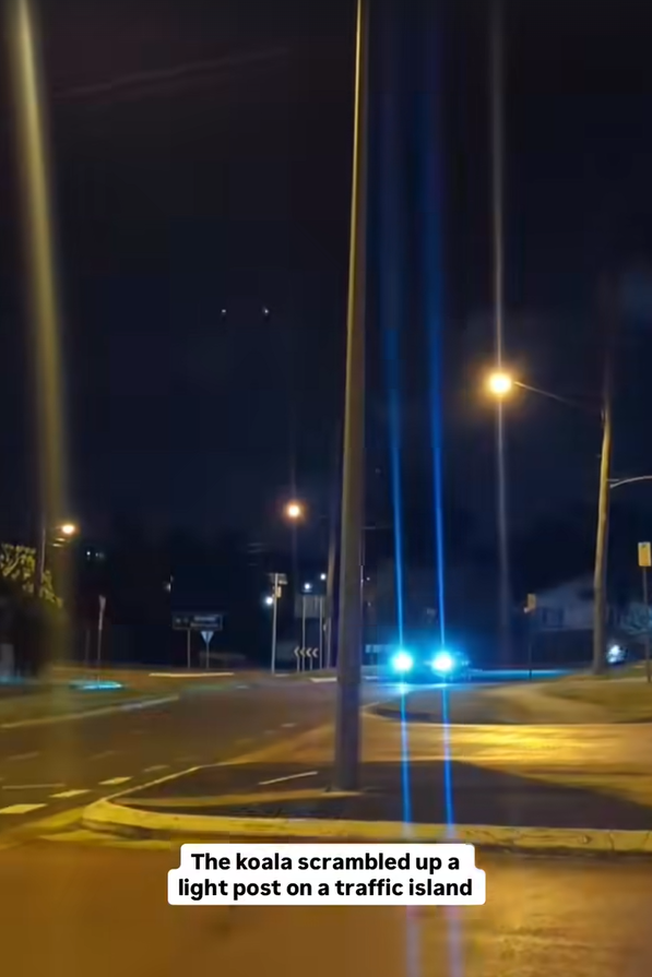 圖片來源:FB @Koala Rescue Brisbane South Inc. 圖片來源:FB @Koala Rescue Brisbane South Inc.