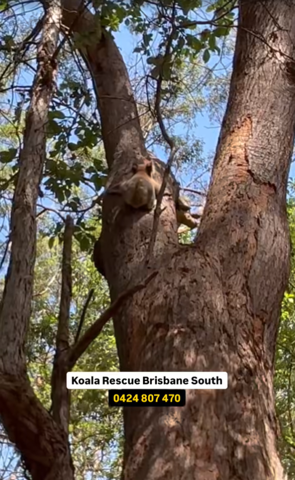 圖片來源:FB @Koala Rescue Brisbane South Inc. 圖片來源:FB @Koala Rescue Brisbane South Inc.