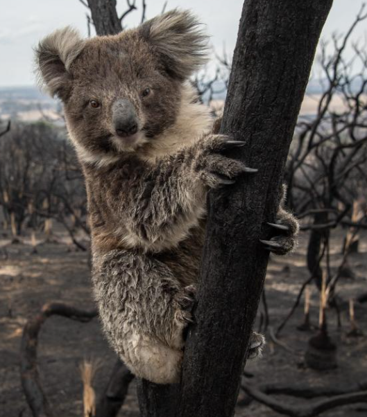 圖片來源:WWF 圖片來源:WWF