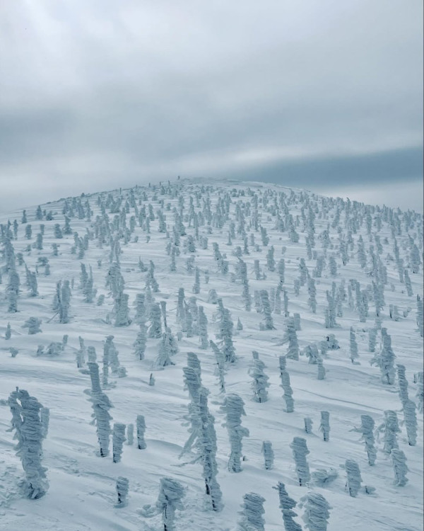 【日本滑雪2026】日本5大新手滑雪場推介 打卡藏王樹冰/高質粉雪/鄰近市區