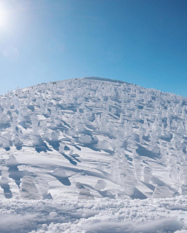 【日本滑雪2026】日本5大新手滑雪場推介 打卡藏王樹冰/高質粉雪/鄰近市區