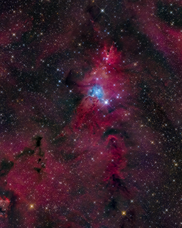 照片來源：小紅書@闪闪菌