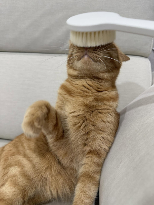 MUJI 3大「除貓毛隱藏神器」$42起！實測沐浴刷/鞋刷　勁過Dyson、除塵轆