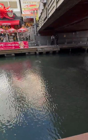 有片！大阪心齋橋大量魚詭異湧入塞河面 網民憂大地震先兆 專家分析原因 