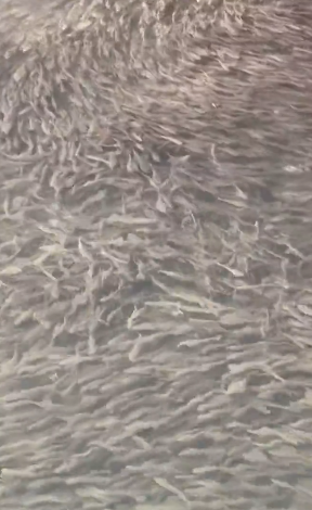 有片！大阪心齋橋大量魚詭異湧入塞河面 網民憂大地震先兆 專家分析原因 