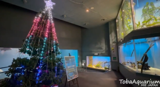 照片來源:X@TOBA_AQUARIUM 照片來源:X@TOBA_AQUARIUM