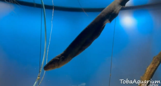 照片來源:X@TOBA_AQUARIUM 照片來源:X@TOBA_AQUARIUM