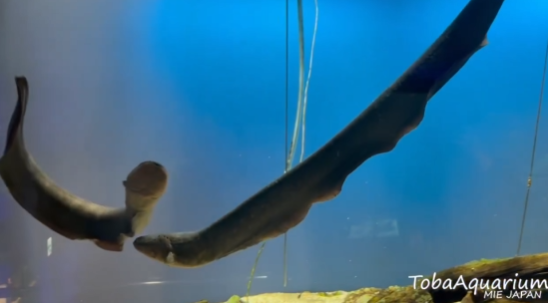 照片來源:X@TOBA_AQUARIUM 照片來源:X@TOBA_AQUARIUM