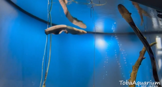 照片來源:X@TOBA_AQUARIUM 照片來源:X@TOBA_AQUARIUM