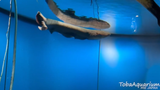 照片來源:X@TOBA_AQUARIUM 照片來源:X@TOBA_AQUARIUM