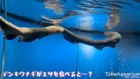 照片來源:X@TOBA_AQUARIUM 照片來源:X@TOBA_AQUARIUM