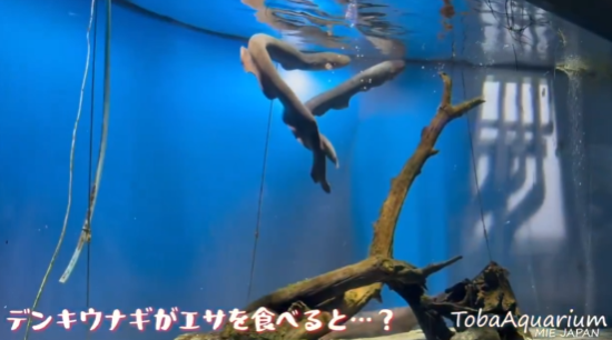 照片來源:X@TOBA_AQUARIUM 照片來源:X@TOBA_AQUARIUM