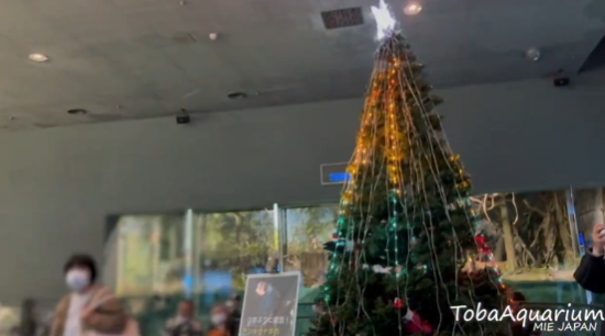 照片來源:X@TOBA_AQUARIUM 照片來源:X@TOBA_AQUARIUM