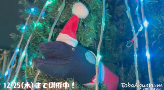 照片來源:X@TOBA_AQUARIUM 照片來源:X@TOBA_AQUARIUM