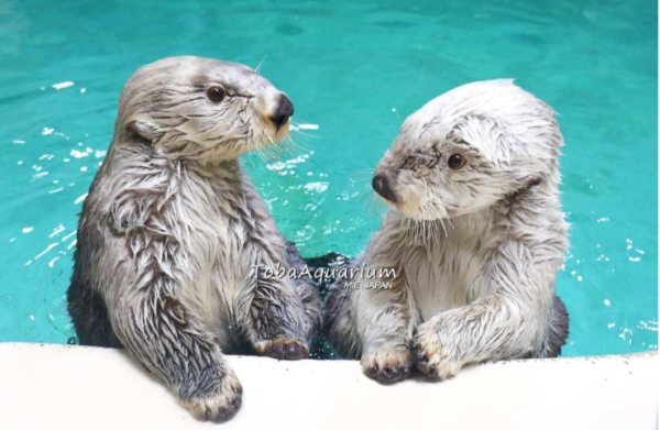 照片來源:KKDay 照片來源:KKDay