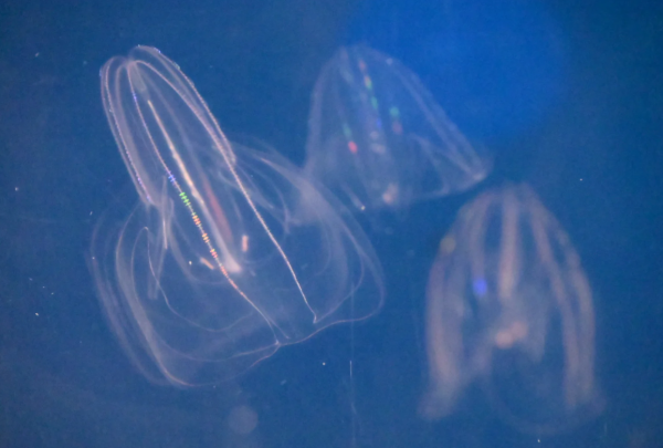 照片來源:小紅書@Diiiiiiinoooo 照片來源:小紅書@Diiiiiiinoooo