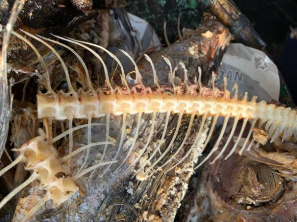 以為健康其實攞命？食椰菜豆腐恐致腸穿孔！醫生揭5大爆腸黑名單：這類人高危