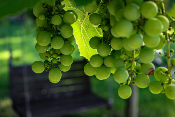 2026跨年轉運｜食提子未算癲？全球8大「開運怪招」著波點衫吸金／掟碟旺人緣