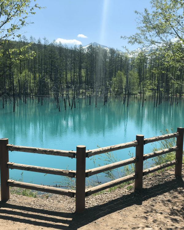 【日本點燈2026】日本8大冬日點燈活動 人生必去白川鄉/白金青池/冬燈廊☃️