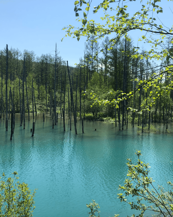 【日本點燈2026】日本8大冬日點燈活動 人生必去白川鄉/白金青池/冬燈廊☃️