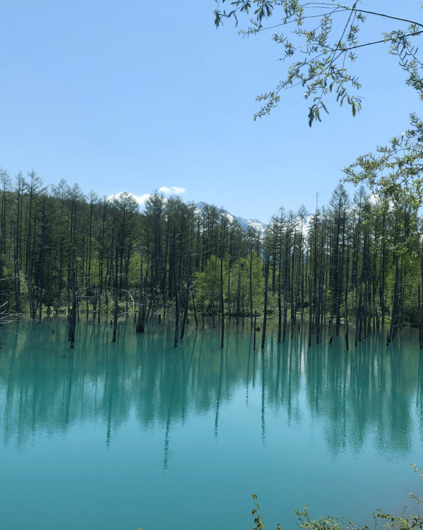 【日本點燈2026】日本8大冬日點燈活動 人生必去白川鄉/白金青池/冬燈廊☃️