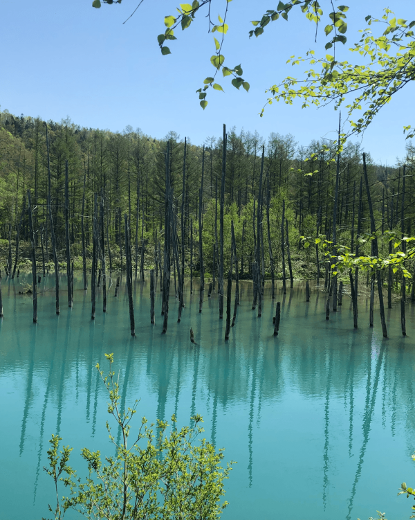 【日本點燈2026】日本8大冬日點燈活動 人生必去白川鄉/白金青池/冬燈廊☃️