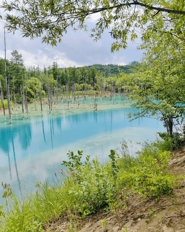 【日本點燈2026】日本8大冬日點燈活動 人生必去白川鄉/白金青池/冬燈廊☃️