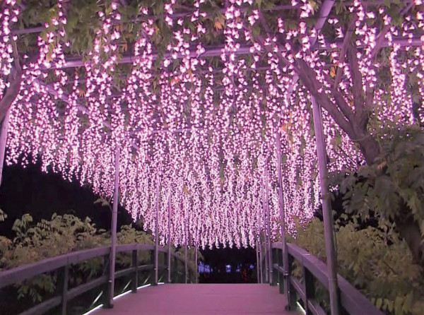 【日本點燈2026】日本8大冬日點燈活動 人生必去白川鄉/白金青池/冬燈廊☃️