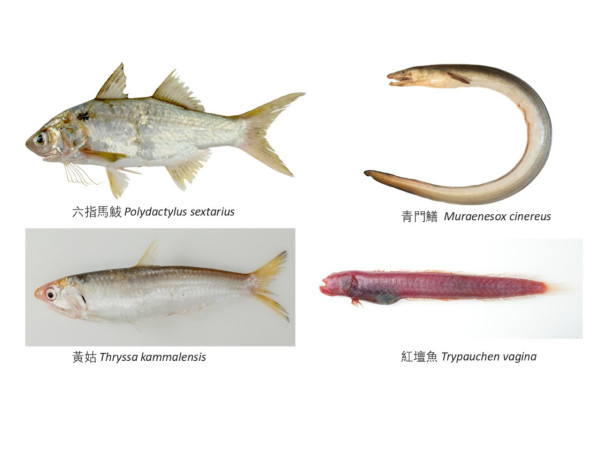 馬友、三文魚全上榜！城大驚揭4種本地魚PFAS濃度偏高、長期食用恐影響生育、增加患癌風險！這類人要小心！