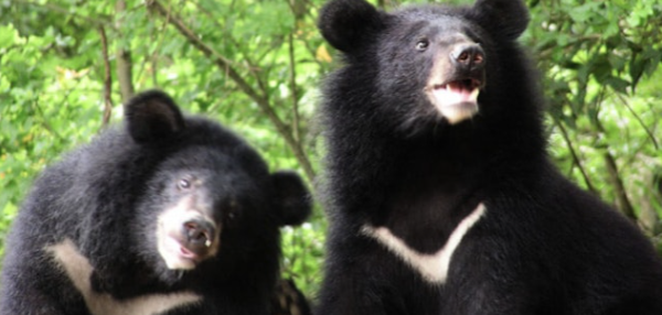 照片來源：官方網站台灣黑熊保育協會