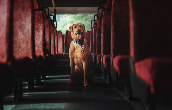 港鐵首度「解禁」准狗狗入閘搭車！限定一日 須符合3大條件！即睇報名方法