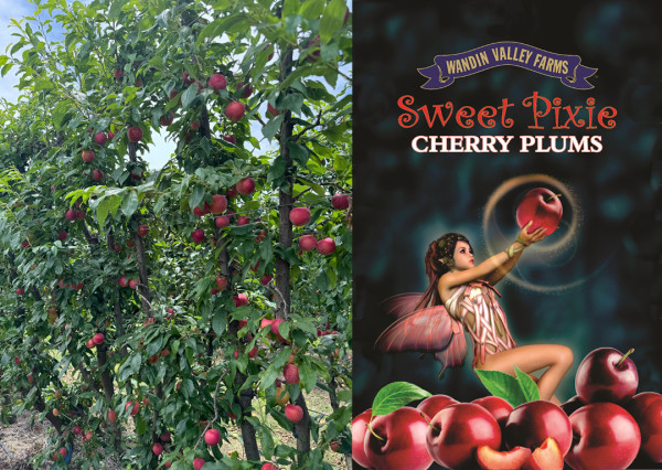 產量少、產期短！！即睇澳洲車厘布冧攻略