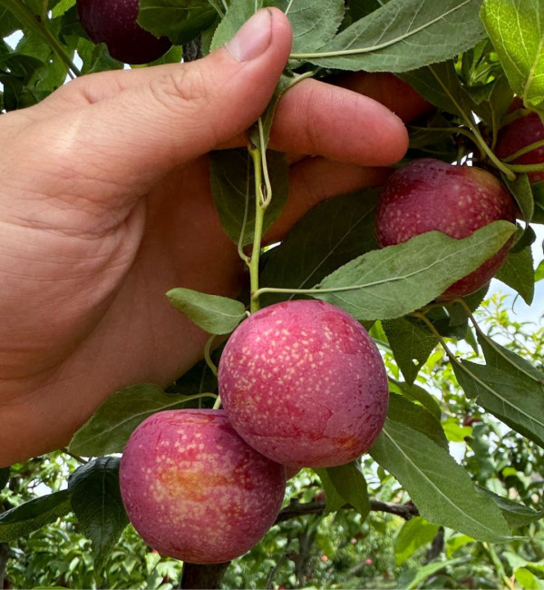 產量少、產期短！！即睇澳洲車厘布冧攻略