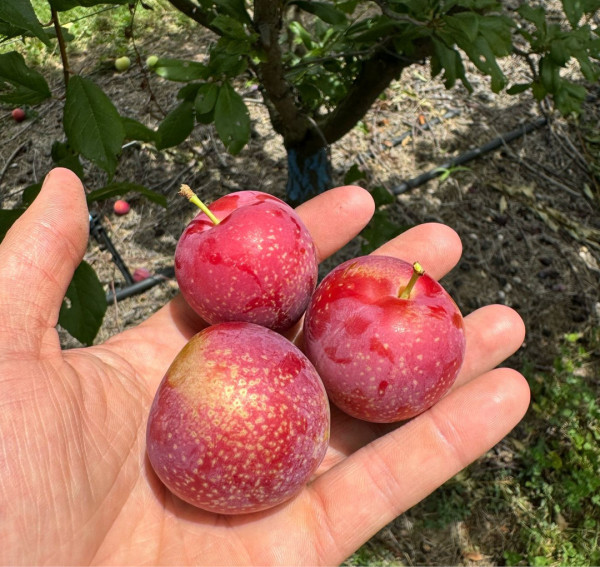 產量少、產期短！！即睇澳洲車厘布冧攻略