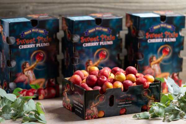 產量少、產期短！！即睇澳洲車厘布冧攻略