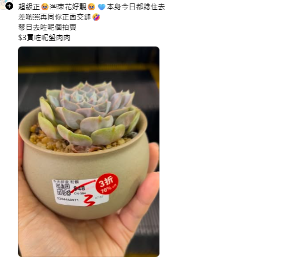 旺角花墟驚現「Bid花」熱潮！$1起標好玩過年宵？教你平價入手名貴盆栽