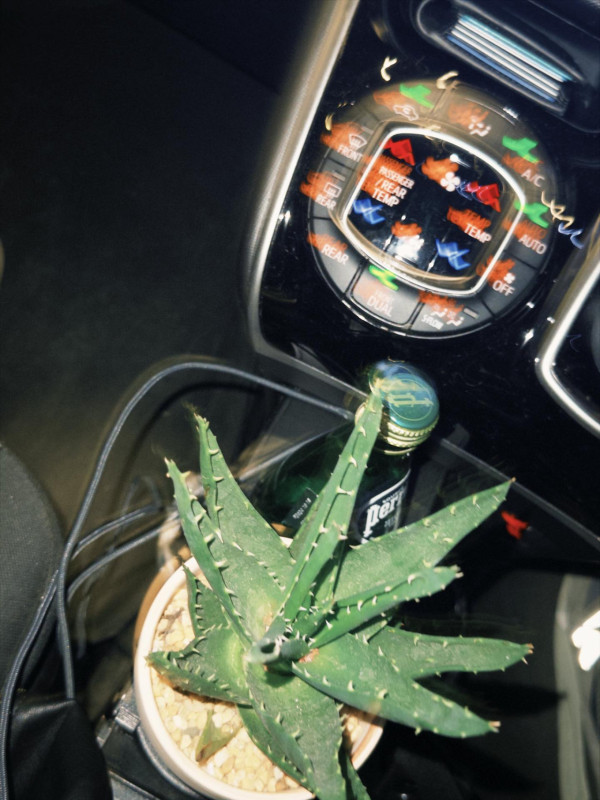 旺角花墟驚現「Bid花」熱潮！$1起標好玩過年宵？教你平價入手名貴盆栽