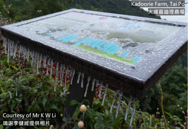 香港1月會落雪？歐洲預報現「極端低溫」瘋傳恐跌至5度　附天文台最新預測