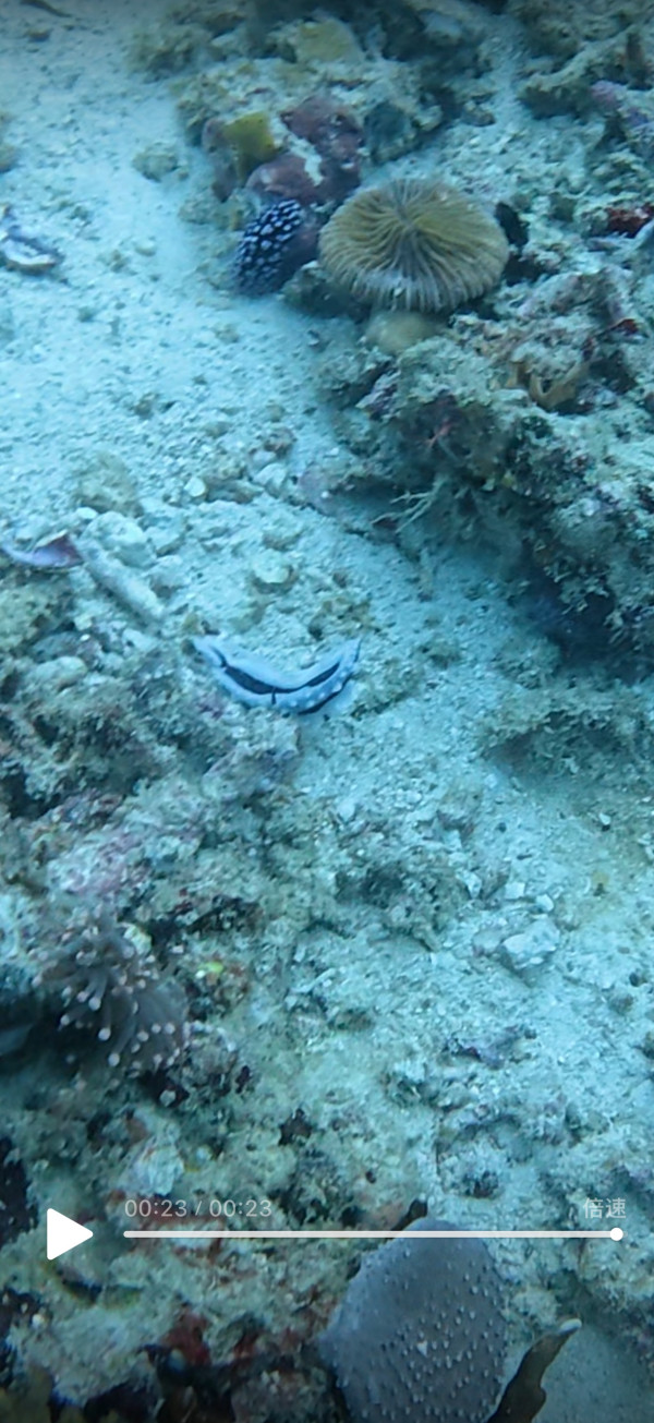 圖片來源:抖音 圖片來源:抖音