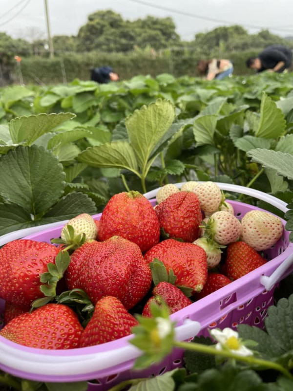 (圖片來源︰FB@朗屏士多啤梨葡萄園)