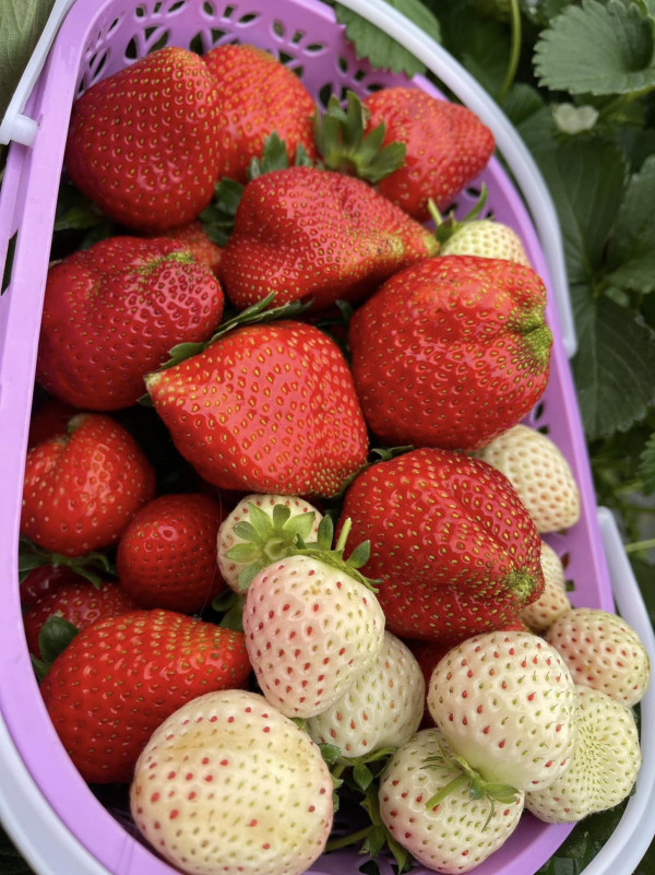 (圖片來源︰FB@朗屏士多啤梨葡萄園)