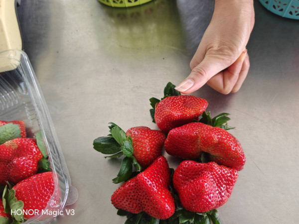 (圖片來源︰FB@朗屏士多啤梨葡萄園)